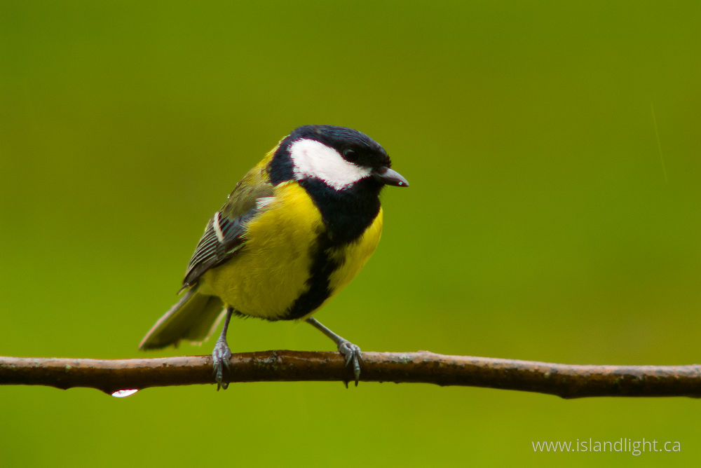 Bird  photo from  Aillevillers, Haute-Saone France.