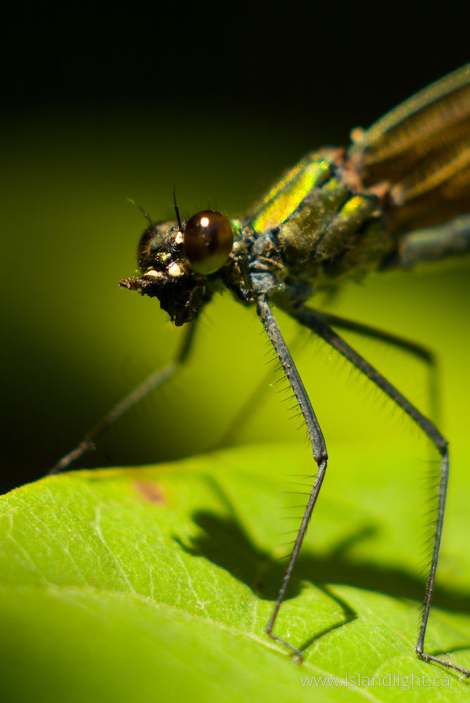 Insect  photo from  Aillevillers, Haute-Saone France.