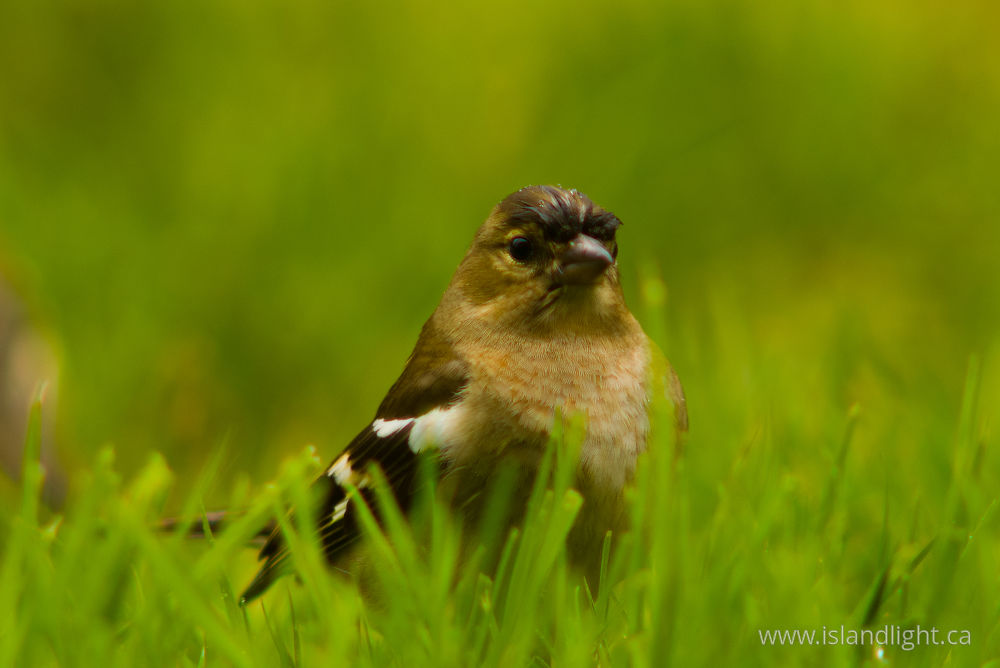 Bird  photo from  Aillevillers, Haute-Saone France.