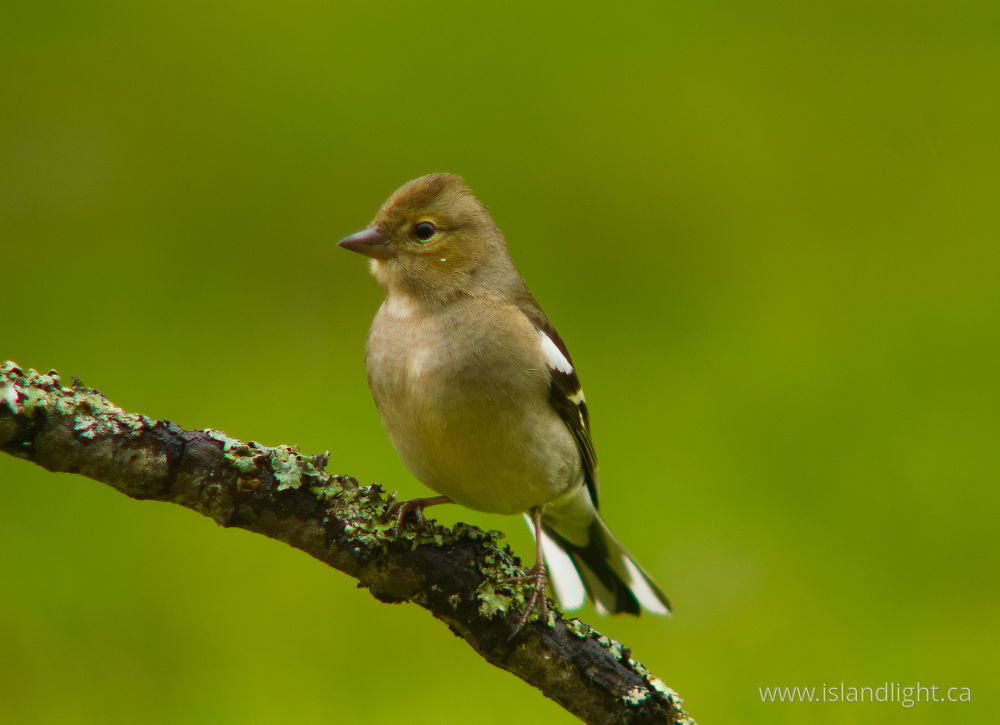 Bird  photo from  Aillevillers, Haute-Saone France.