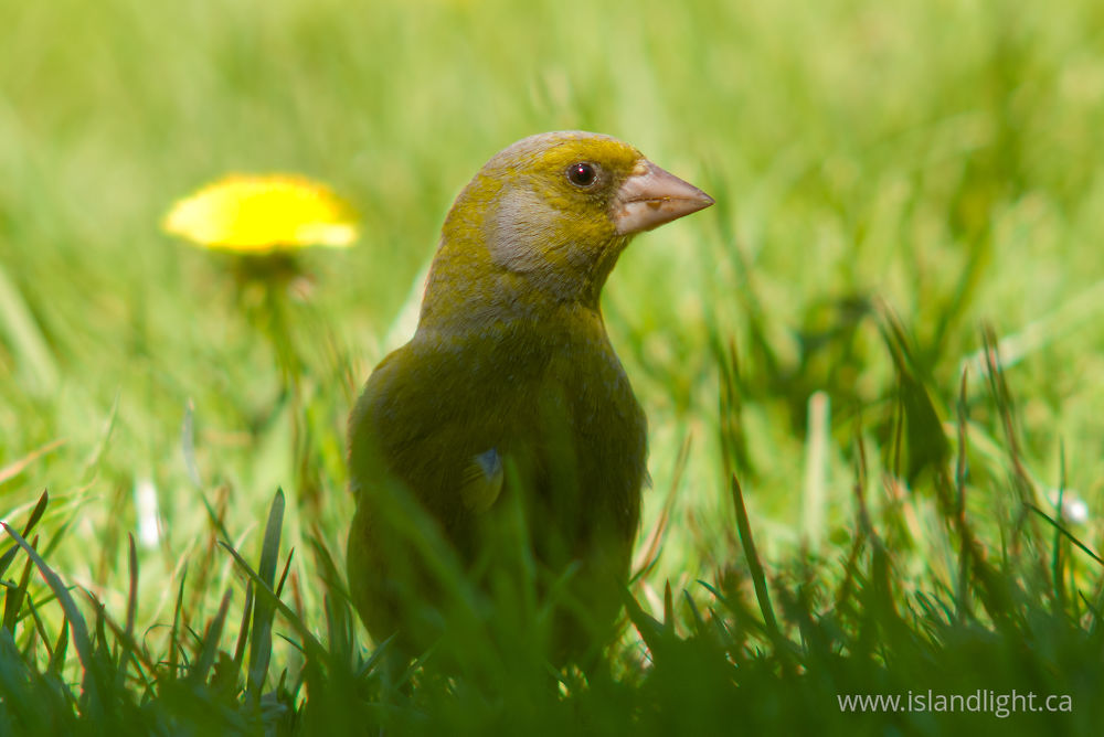 Bird  photo from  Aillevillers, Haute-Saone France.