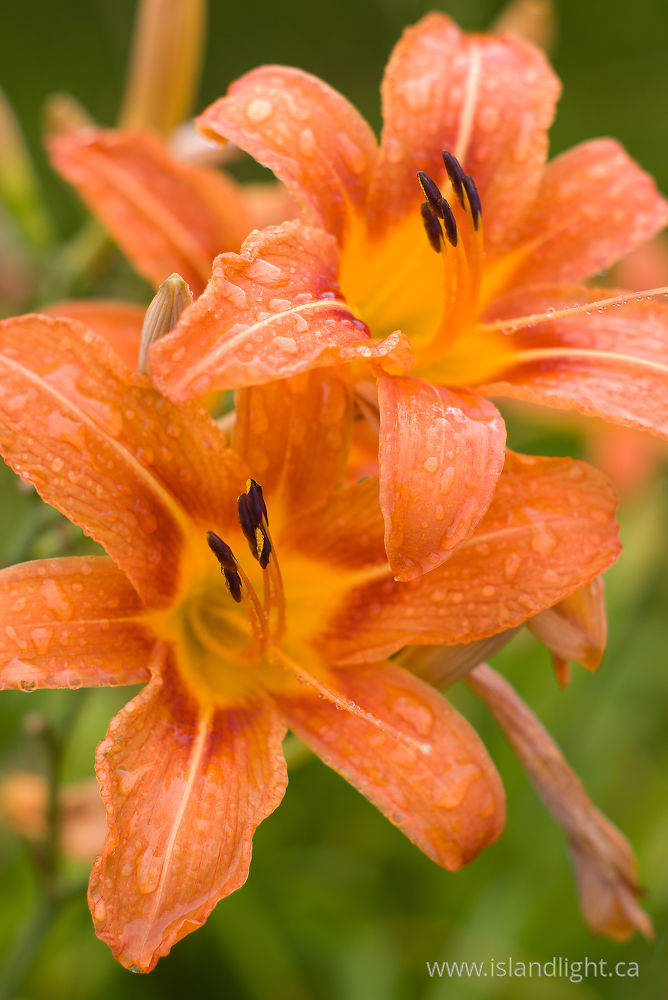 Plant  photo from  AIllevillers, Haute-Saone France.