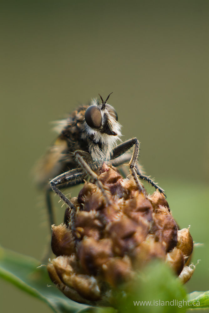 Insect photo from  Aillevillers,  France.