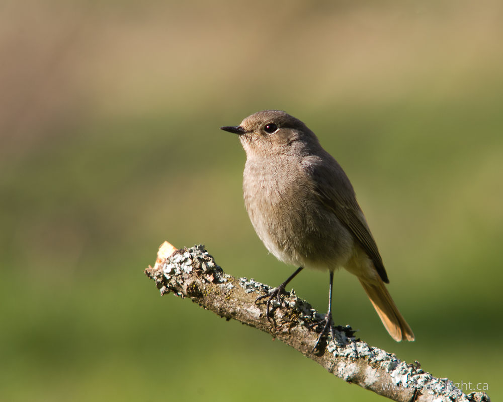 Bird  photo from  Aillevillers, Haute-Saone France.