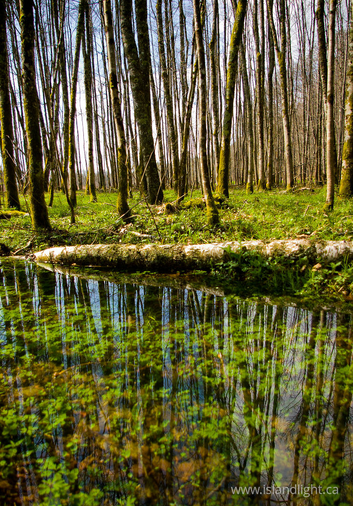 Landscape  photo from  Aillevillers, Haute-Saone France.