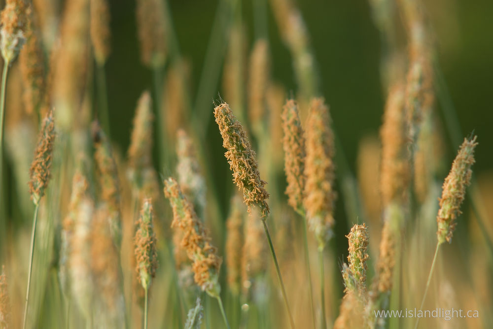 Plant photo from  Aillevillers, Haute-Saone France.