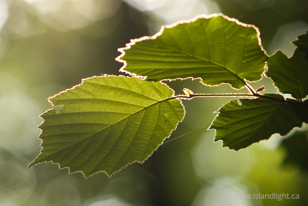 Plant photo from  Aillevillers, Haute-Saone France.