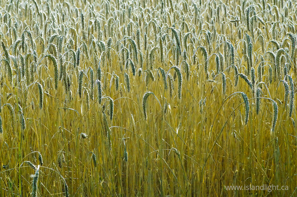 Plant  photo from  Aillevillers, Haute-Saone France.