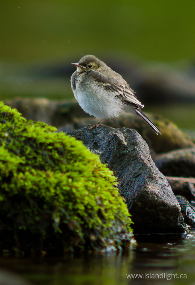 Bird  photo from  Aillevillers, Haute-Saone France.