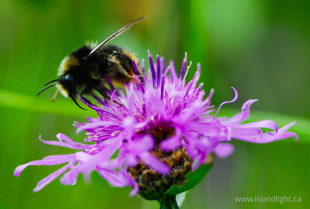 Insect  photo from  Aillevillers, Haute-Saone France.