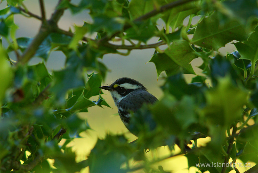 Bird  photo from  Cortes Island, BC Canada.