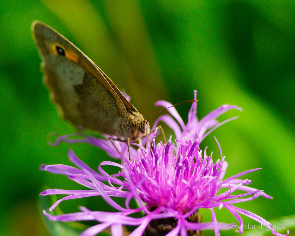 Insect  photo from  Aillevillers, Haute-Saon France.