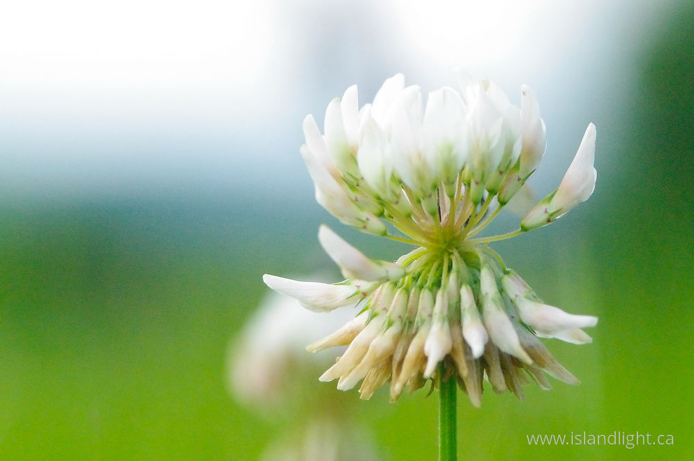 Plant  photo from  Aillevillers, Haute-Saone France.