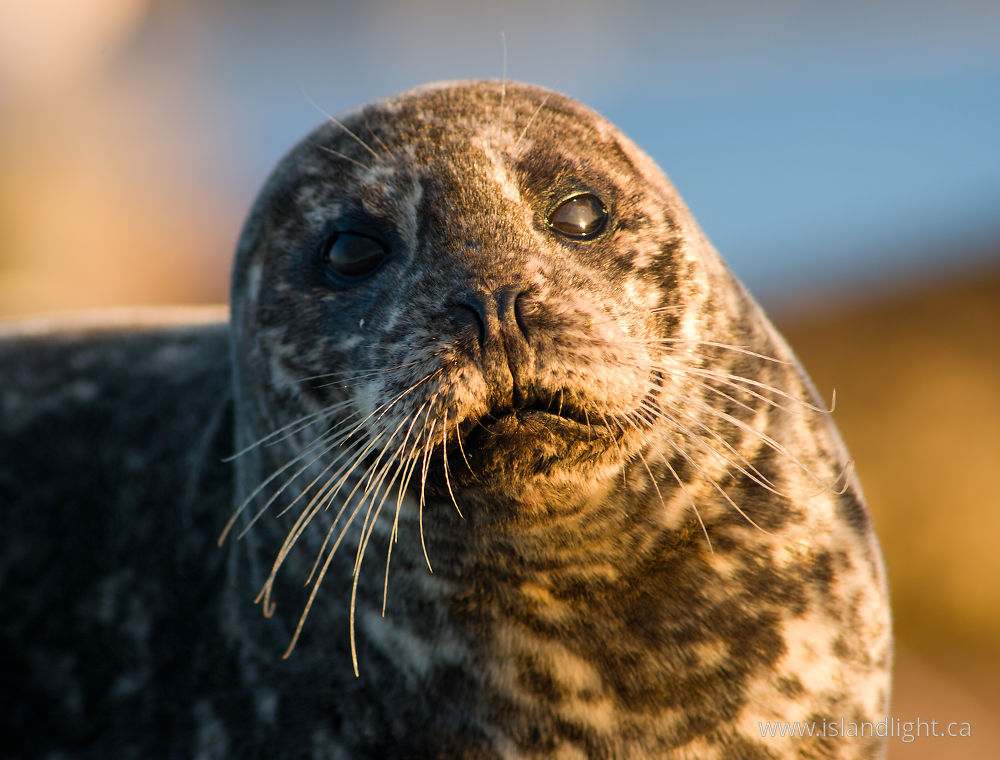 Mammal  photo from  Comox, BC Canada.