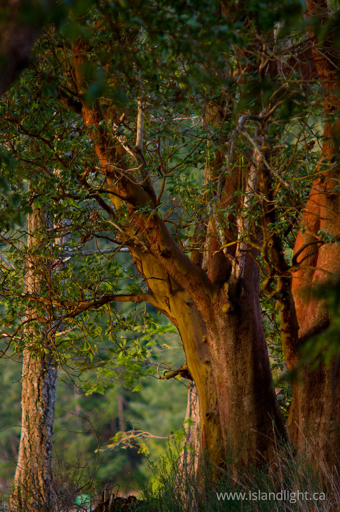 Landscape  photo from Mansons Landing Cortes Island, BC Canada.