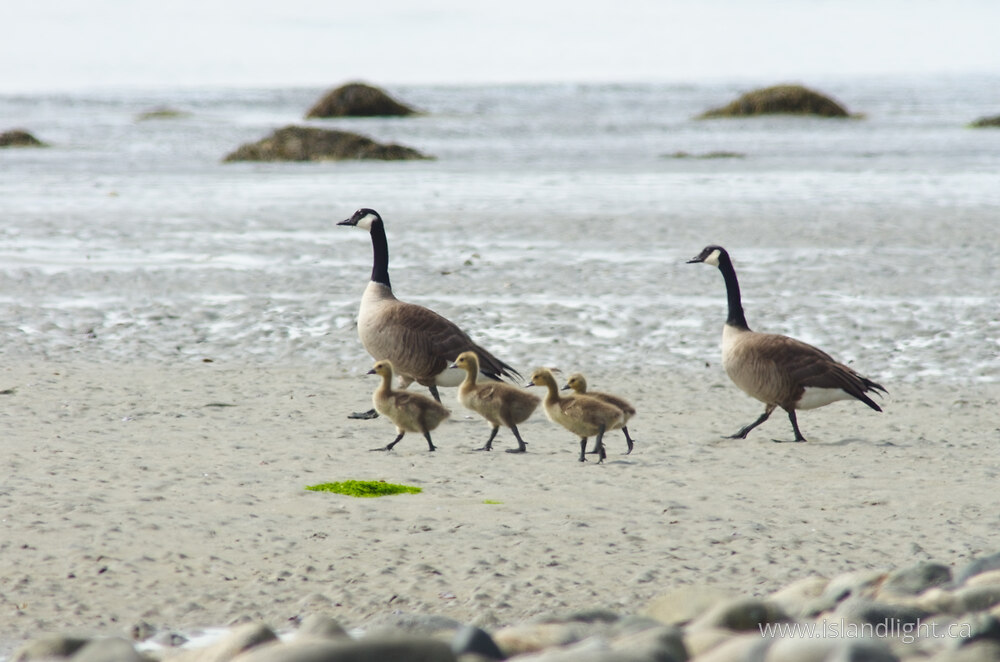 Bird  photo from  Cortes Island, British Columbia Canada.