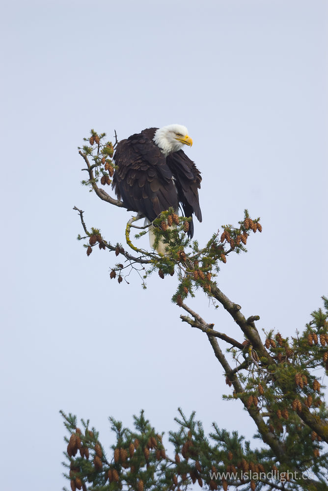 Bird  photo from  Cortes Island, BC Canada.