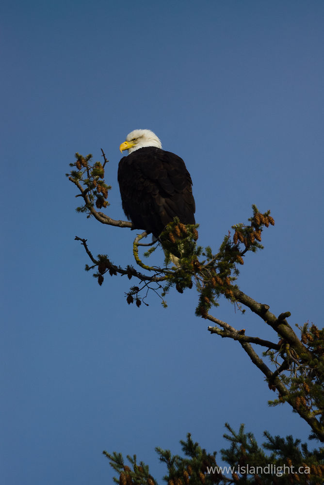 Bird  photo from  Cortes Island, BC Canada.
