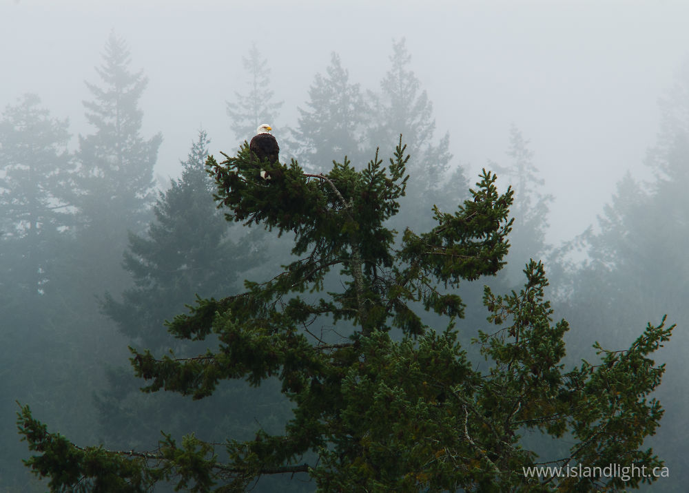 Bird  photo from Mansons Landing Provincial Park Cortes Island, BC Canada.