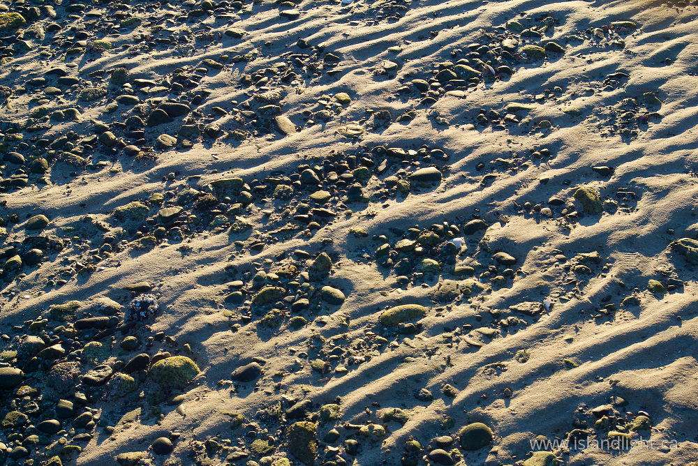 Other  photo from  Cortes Island, BC Canada.