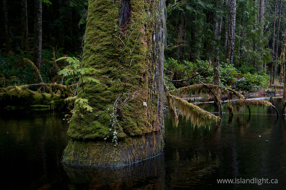Landscape  photo from Basil Brook Cortes Island, BC Canada.