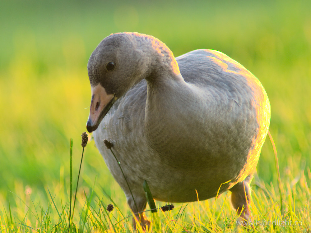 Bird  photo from  Cortes Island, British Columbia Canada.