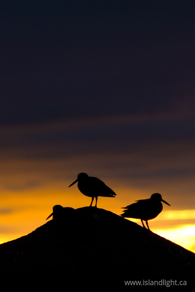 Bird  photo from  Cortes Island, BC Canada.