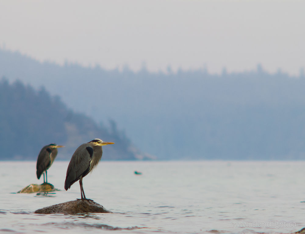 Bird  photo from  Cortes Island, BC Canada.