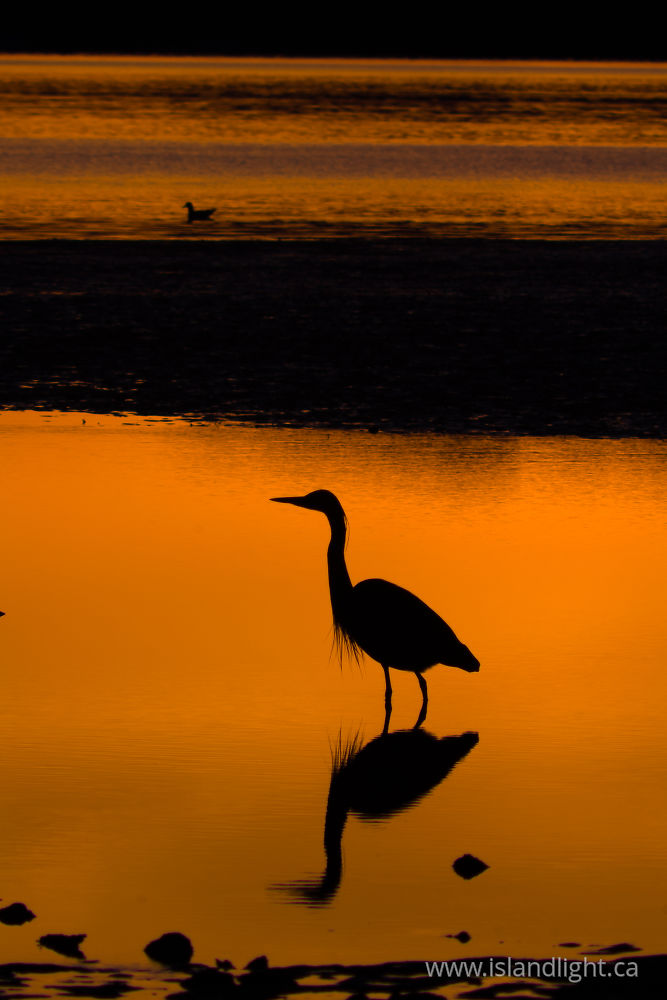 Bird photo from Smelt Bay Cortes Island, BC Canada.