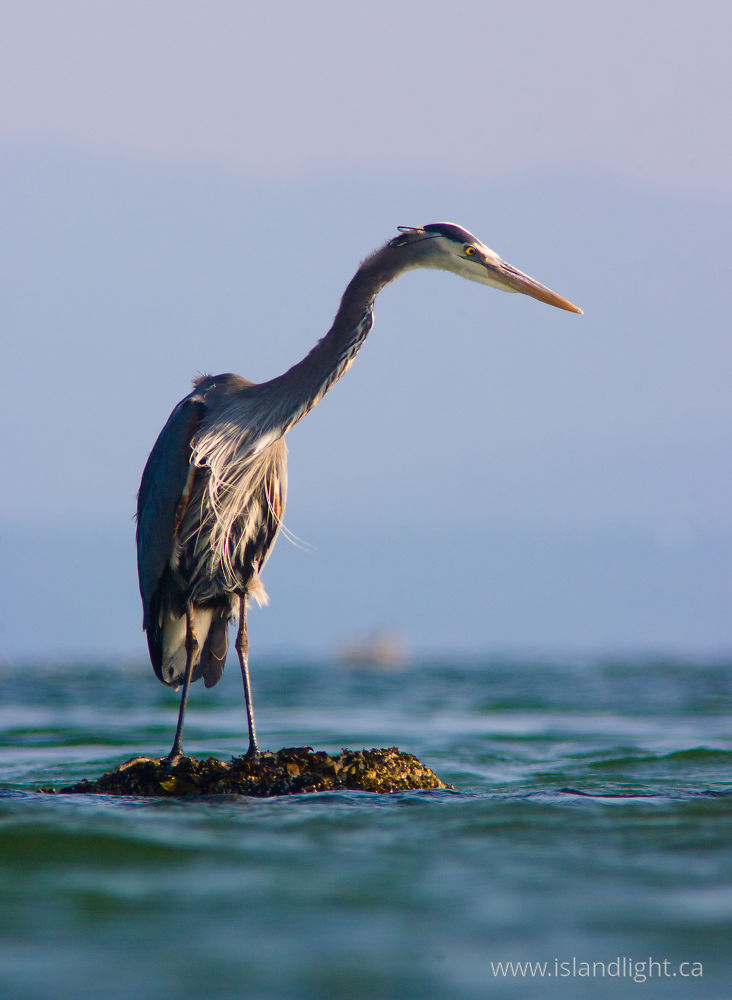 Bird  photo from Smelt Bay Cortes Island, BC Canada.