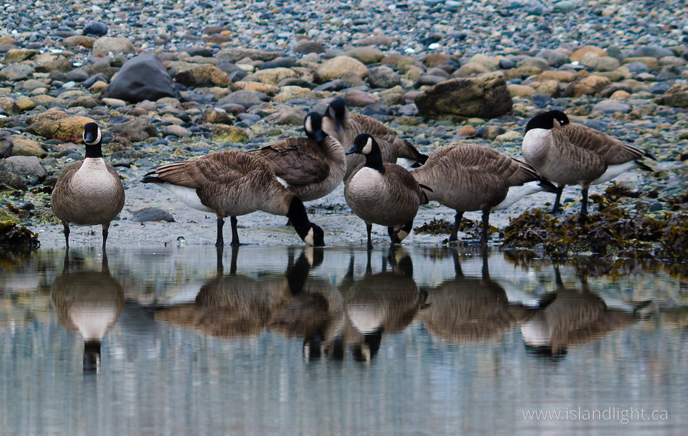 Bird  photo from  Cortes Island, BC Canada.