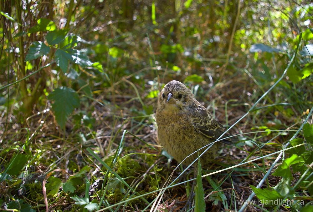 Bird  photo from Mansons Landing Cortes Island, BC Canada.