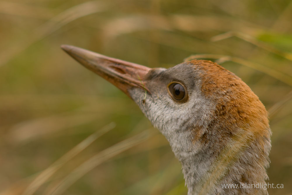 Bird  photo from  Cortes Island, BC Canada.