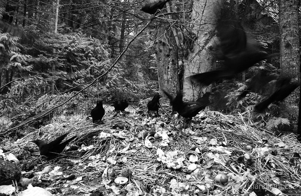 Bird  photo from  Cortes Island, BC Canada.