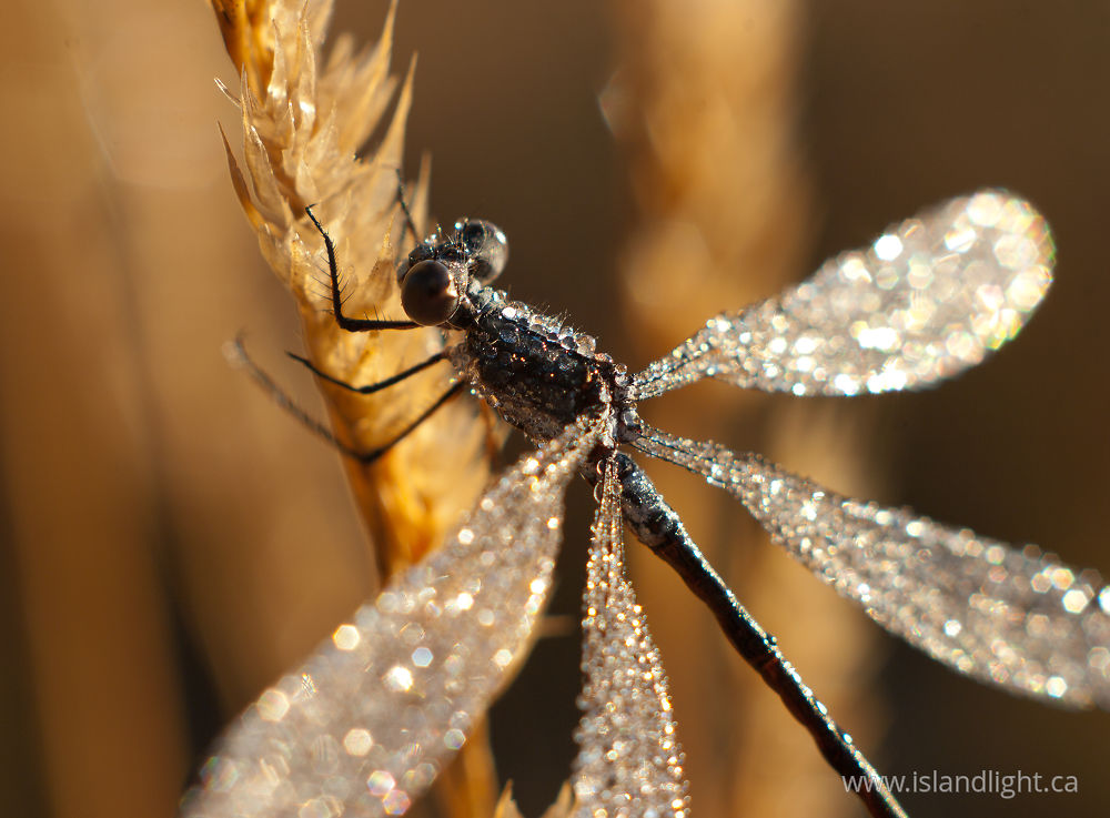 Insect photo from  Cortes Island, BC Canada.
