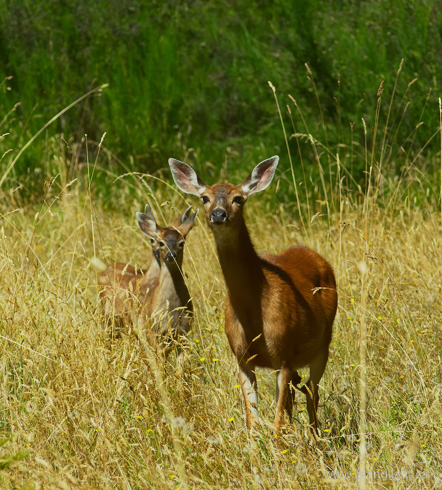 Mammal  photo from  Cortes Island, British Columbia Canada.