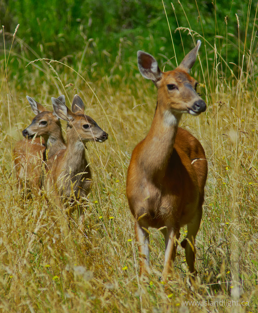 Mammal  photo from  Cortes Island, British Columbia Canada.