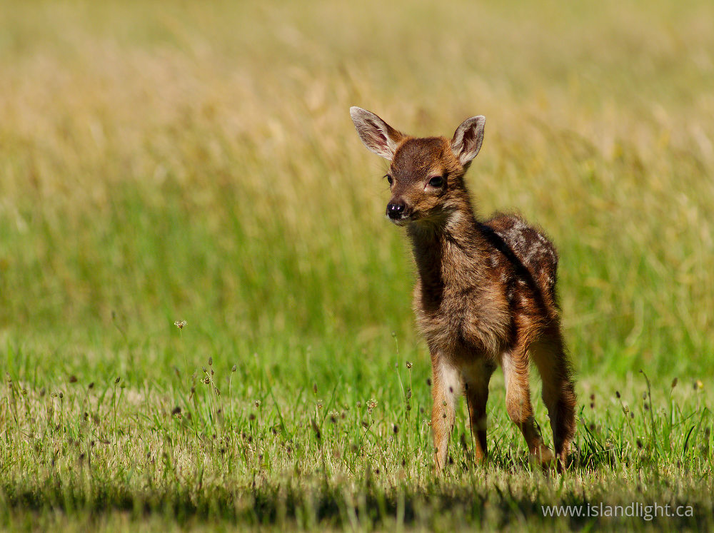 Mammal photo from  Cortes Island, British Columbia Canada.