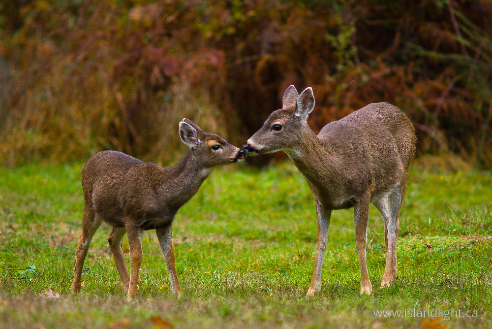 Mammal photo from  Cortes Island, BC Canada.