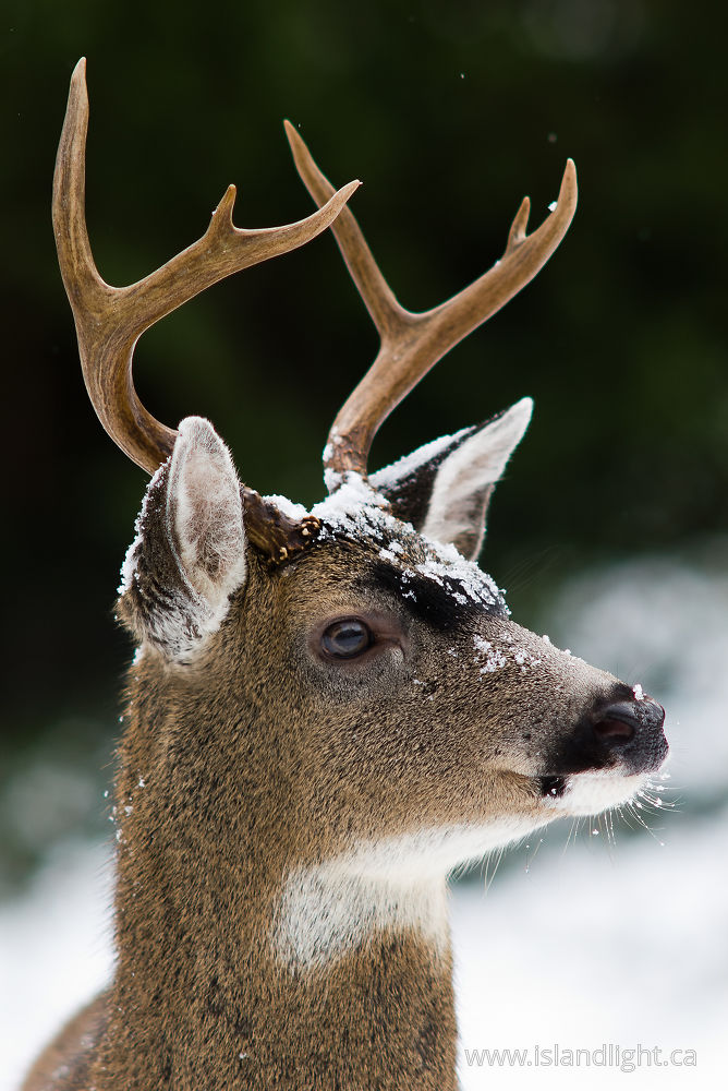 Mammal photo from  Cortes Island, BC Canada.