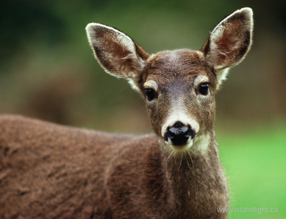 Mammal photo from  Cortes Island, BC Canada.