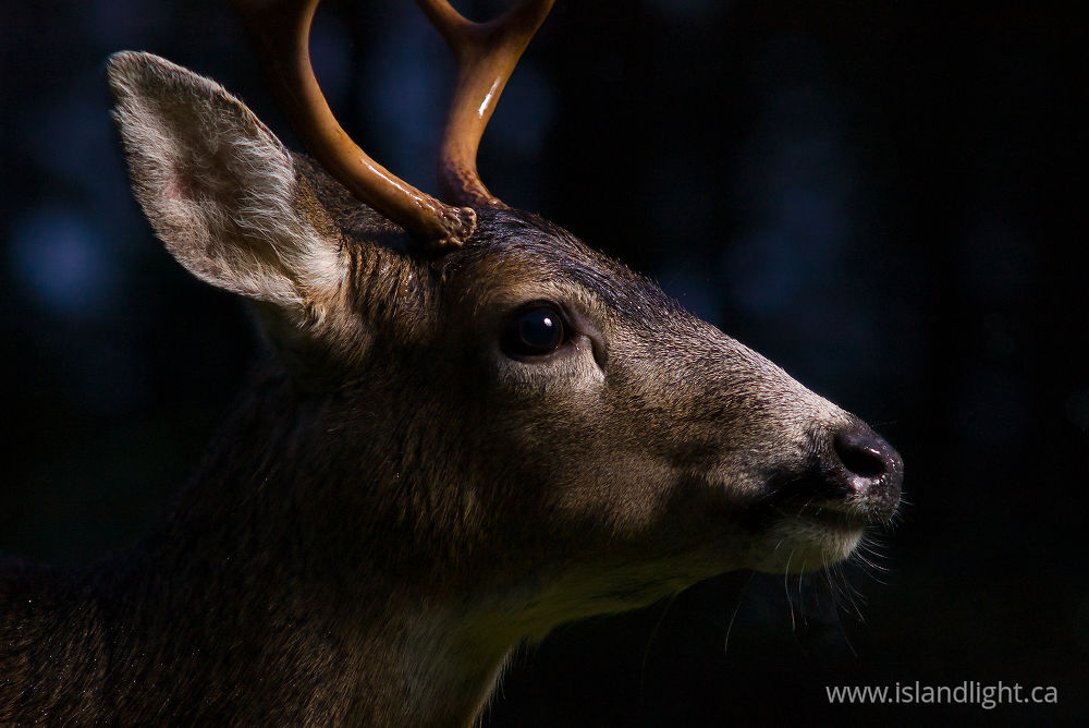 Mammal photo from  Cortes Island, BC Canada.
