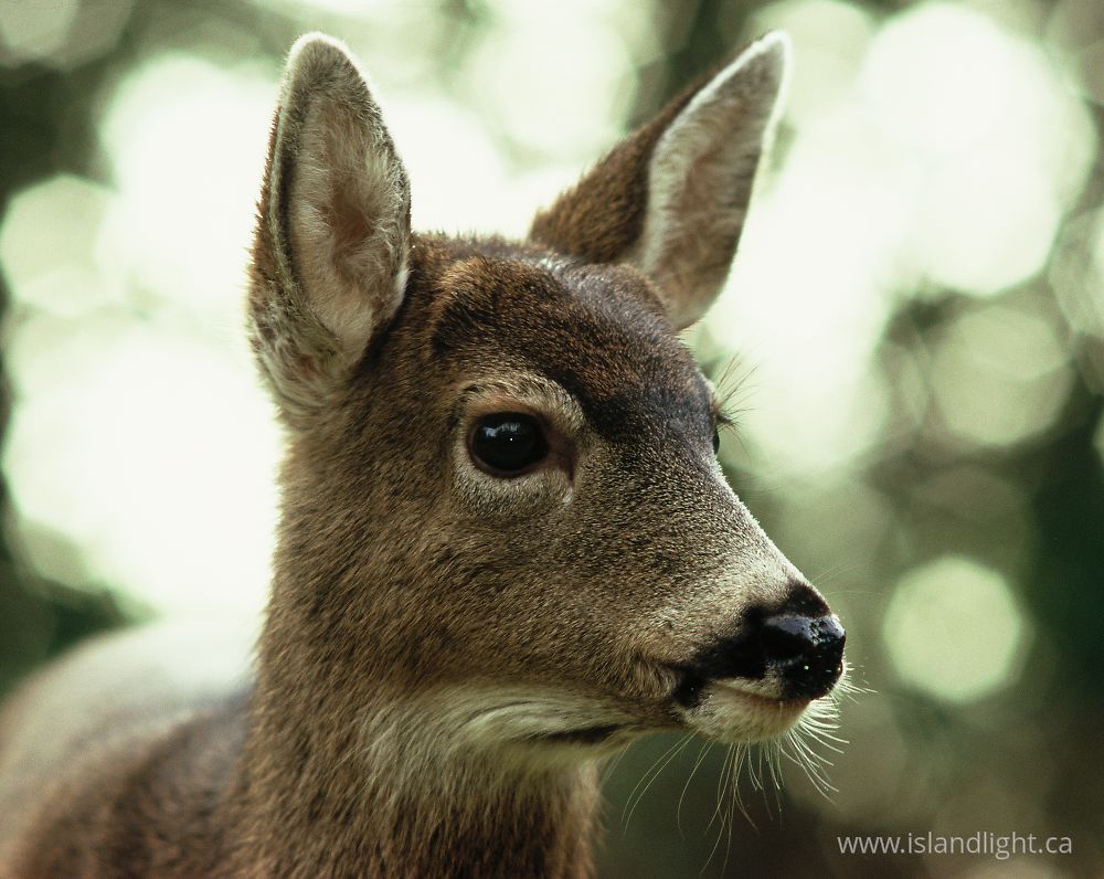 Mammal photo from  Cortes Island, BC Canada.