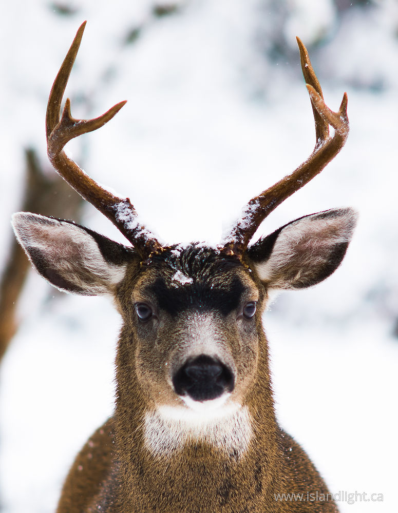 Mammal  photo from  Cortes Island, BC Canada.