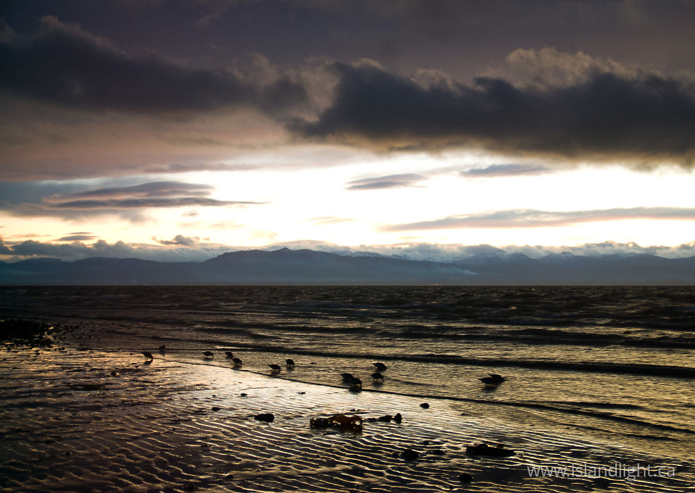 Bird  photo from Smelt Bay Cortes Island, BC Canada.
