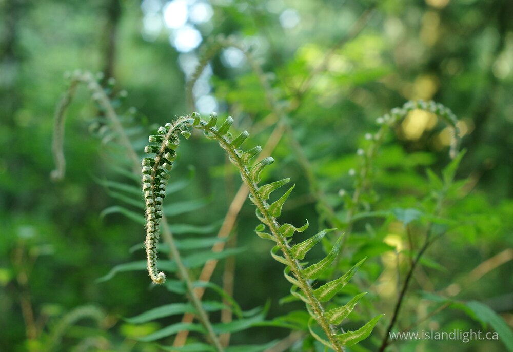 Plant  photo from  Cortes Island, British Columbia Canada.
