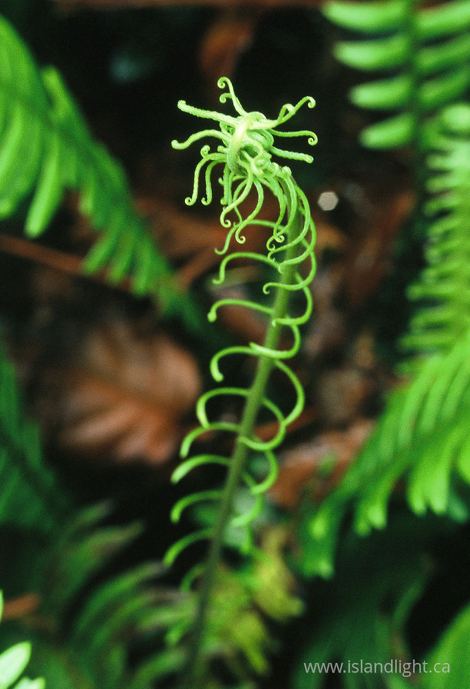 Plant photo from  Cortes Island, BC Canada.