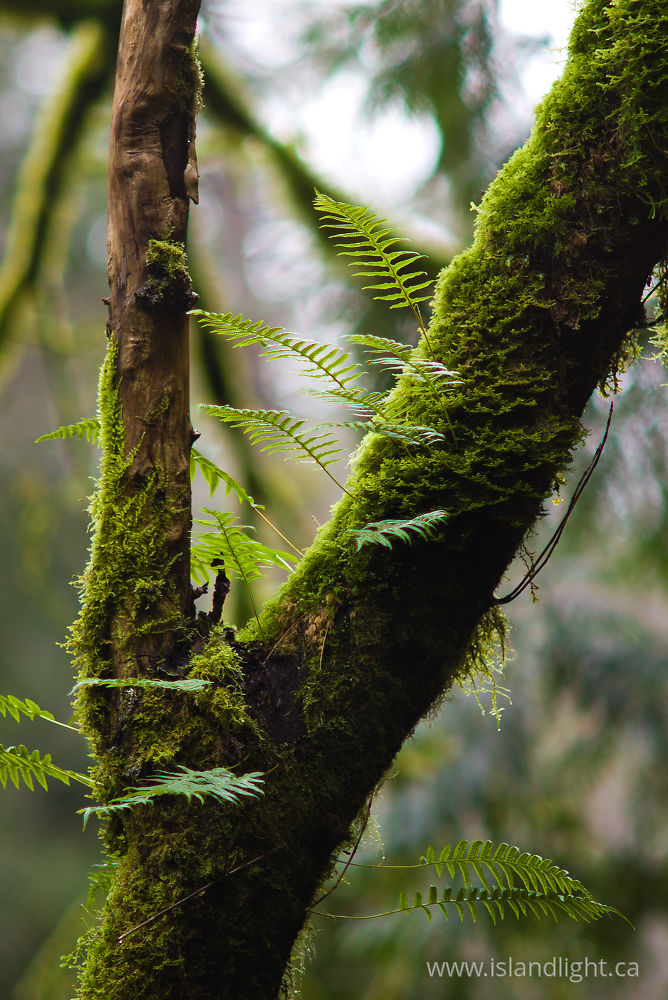Plant photo from Gorge Harbour Cortes Island, BC Canada.