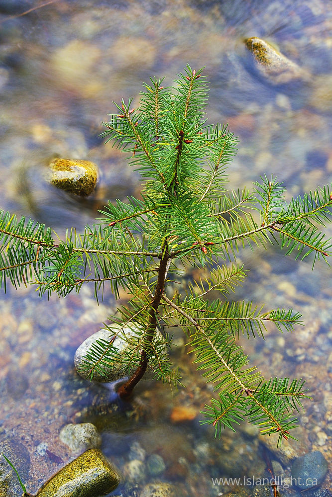 Plant photo from  Cortes Island, BC Canada.