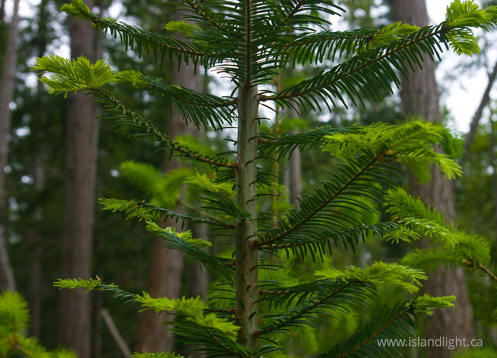Plant photo from  Cortes Island, BC Canada.